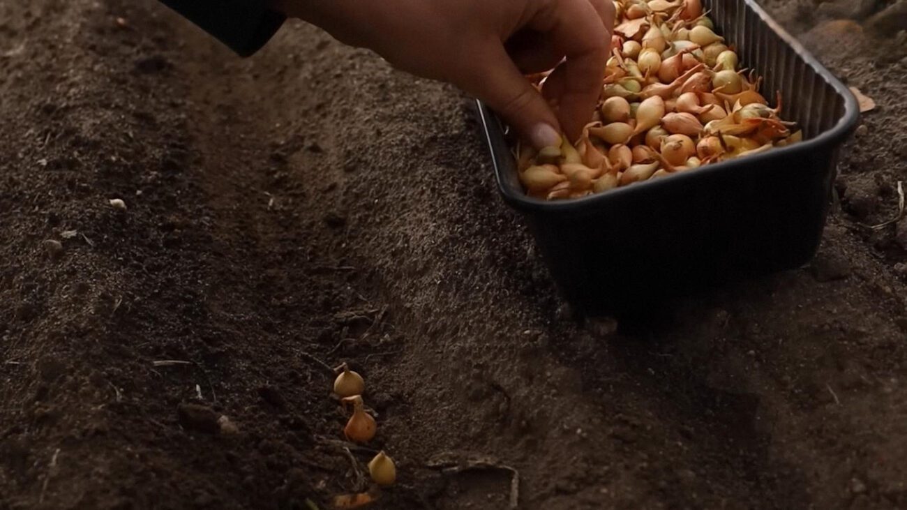 Городники розповіли, як посадити озиму цибулю, щоб вона не пускала стрілки