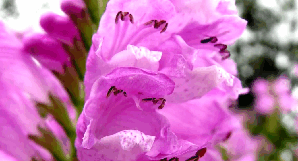 Ця рослина росте повільно й не захоплює сад – цвіте 3 місяці поспіль: морозів до -30 не боїться 