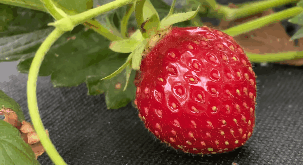 Не 2, не 3, не 5: після кількох років полуниця вироджується на одному місці – “уму-розуму” вчить дід-агроном 