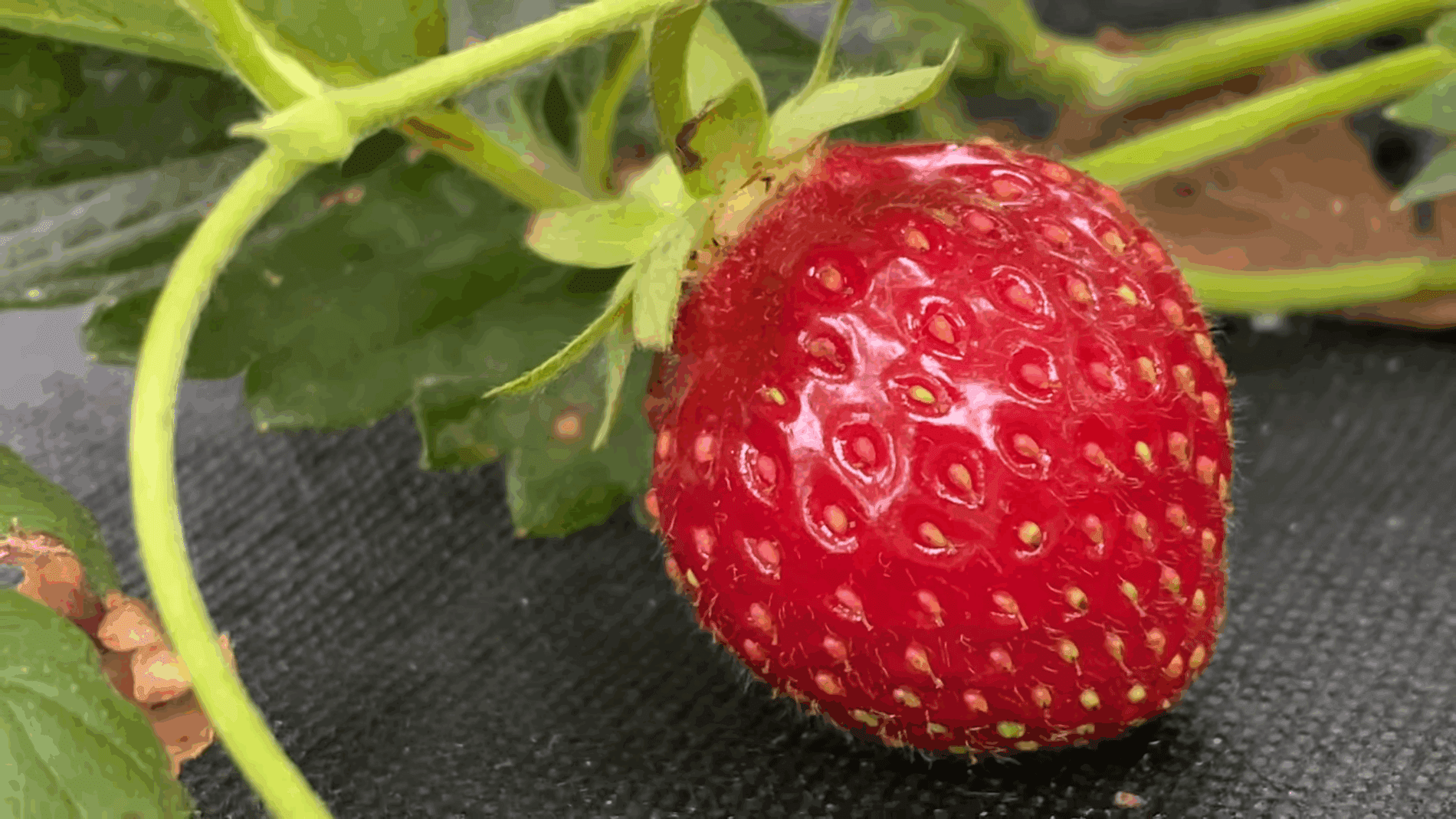 Експерти розповіли, через скільки років вироджується полуниця