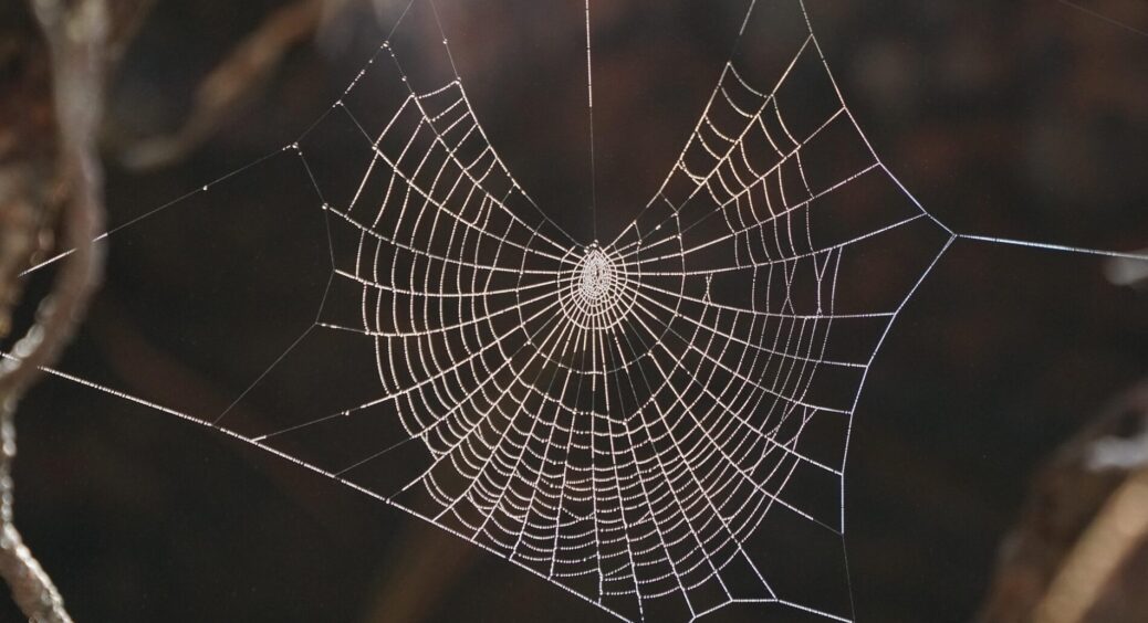 Восени підраховую павуків у кутках: якщо більше 7 – зима буде тепла, ця прикмета ніколи не підводить 