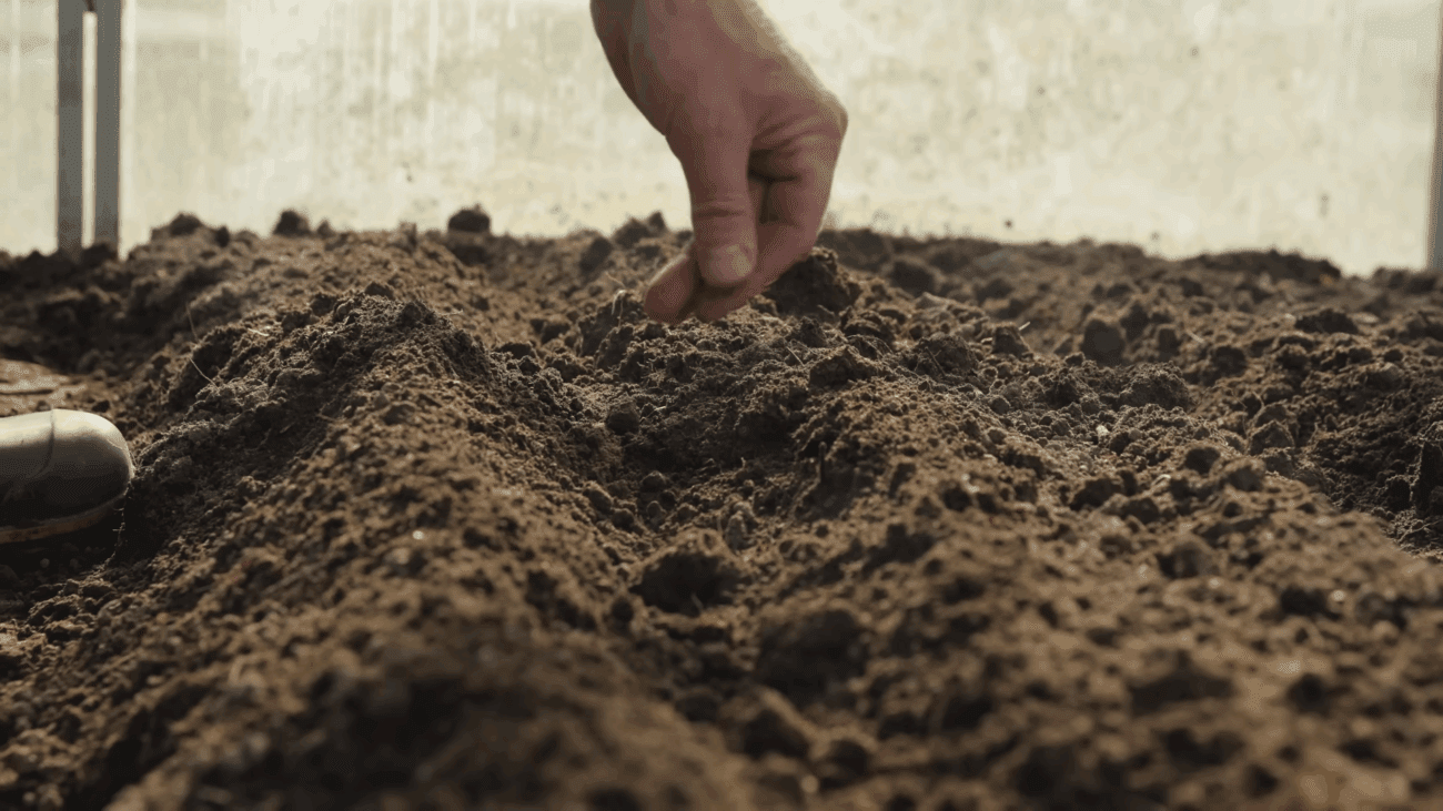 Експерти розповіли, чи варто проводити ранній посів