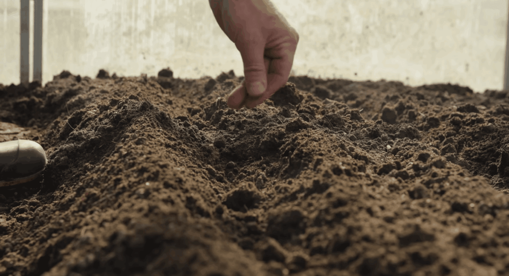 Січневі посіви – це пастка для городників: я зробила 1 висновок – і тепер маю розсаду на заздрість всім 