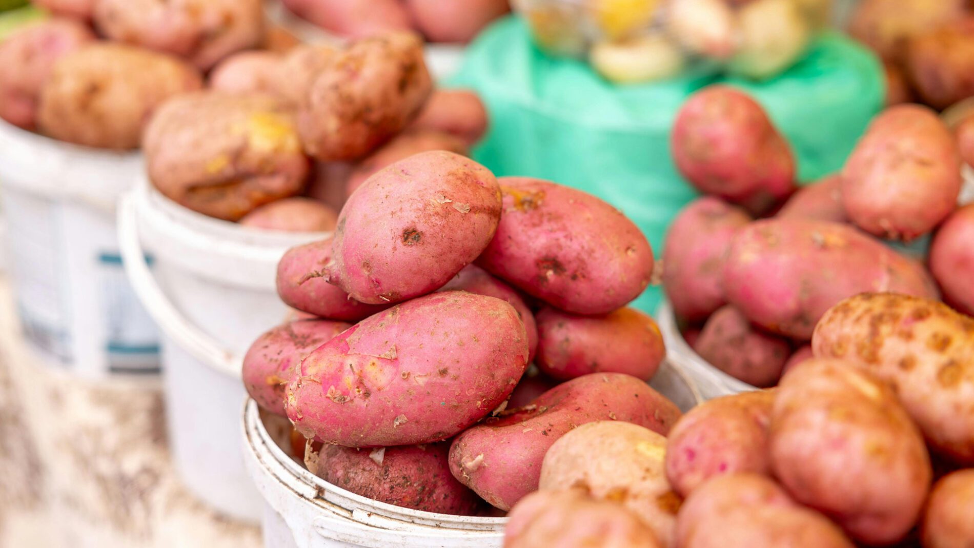 Фермери пояснили, як зберегти картоплю свіжою до наступного літа