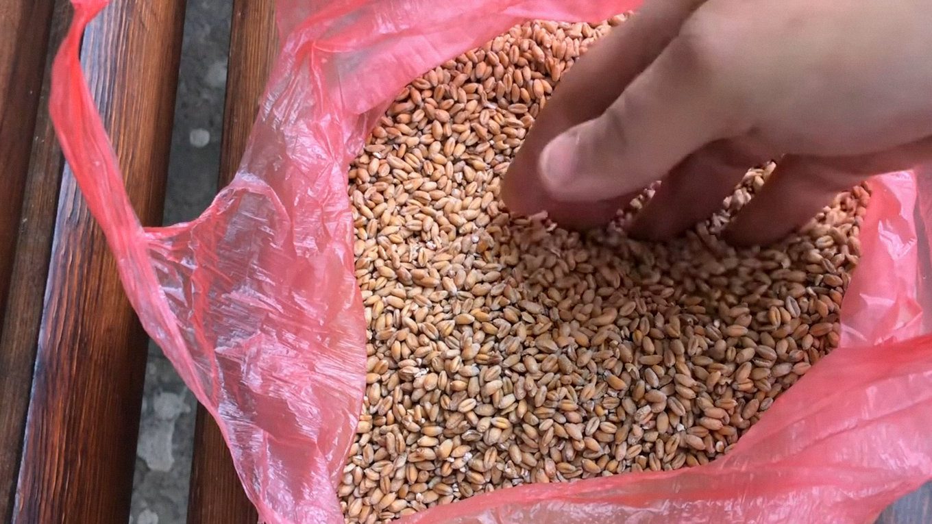 Агрономи назвали найкращий сидерат для кращої родючості ґрунту