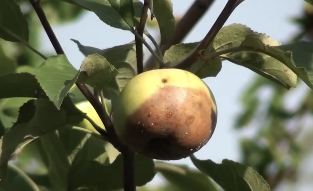 Садівники пояснили, чому яблука гниють ще на дереві, і як цього уникнути
