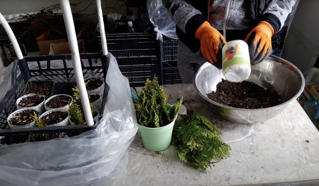 Садівники розповіли, як виростити тую з гілочки