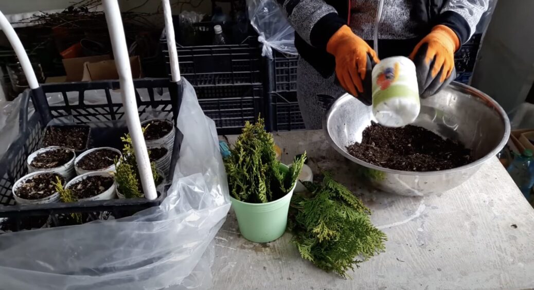 Перетворила гілочку туї в справжнє дерево: виростила вже 7 “велетнів” без жодних витрат – ділюся досвідом 