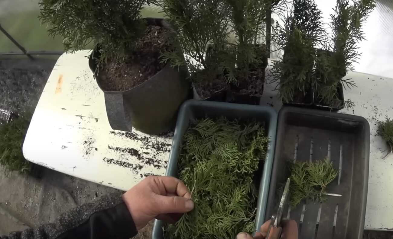 Садівники розповіли, як виростити тую з гілочки Садівники розповіли, як виростити тую з гілочки