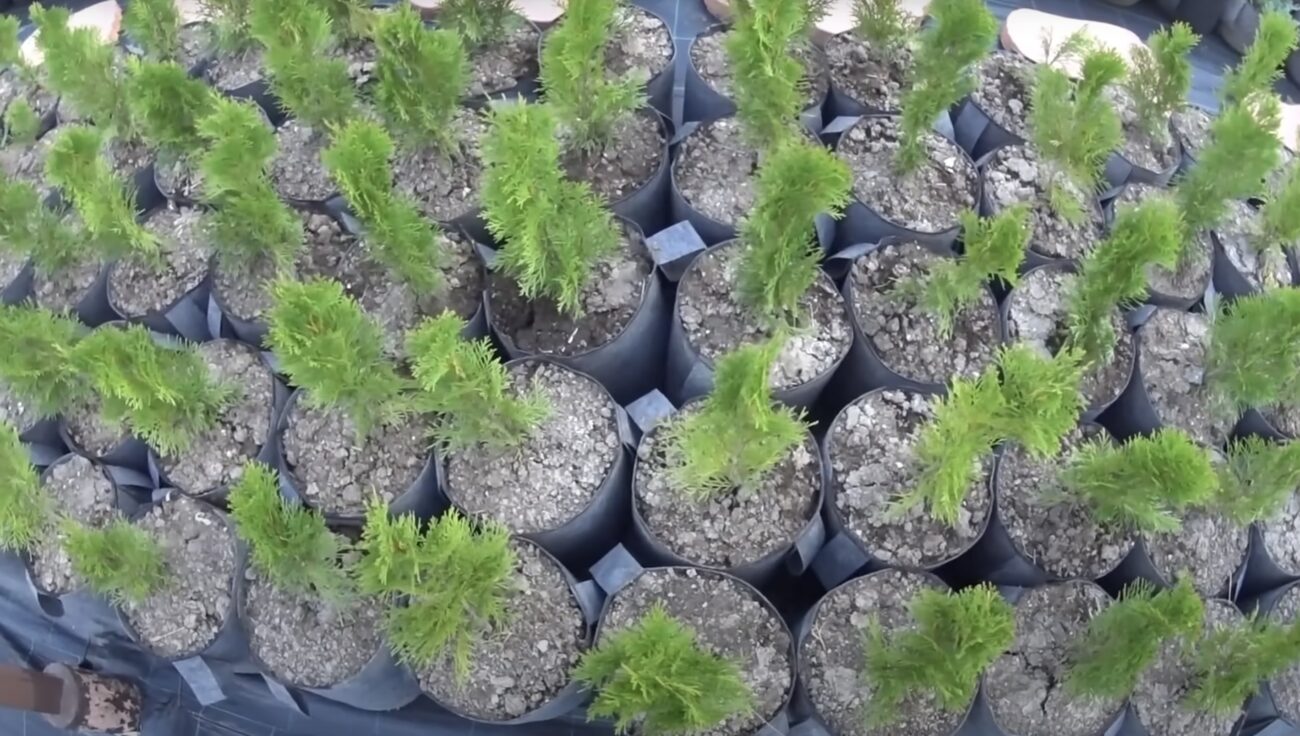 Садівники розповіли, як виростити тую з гілочки