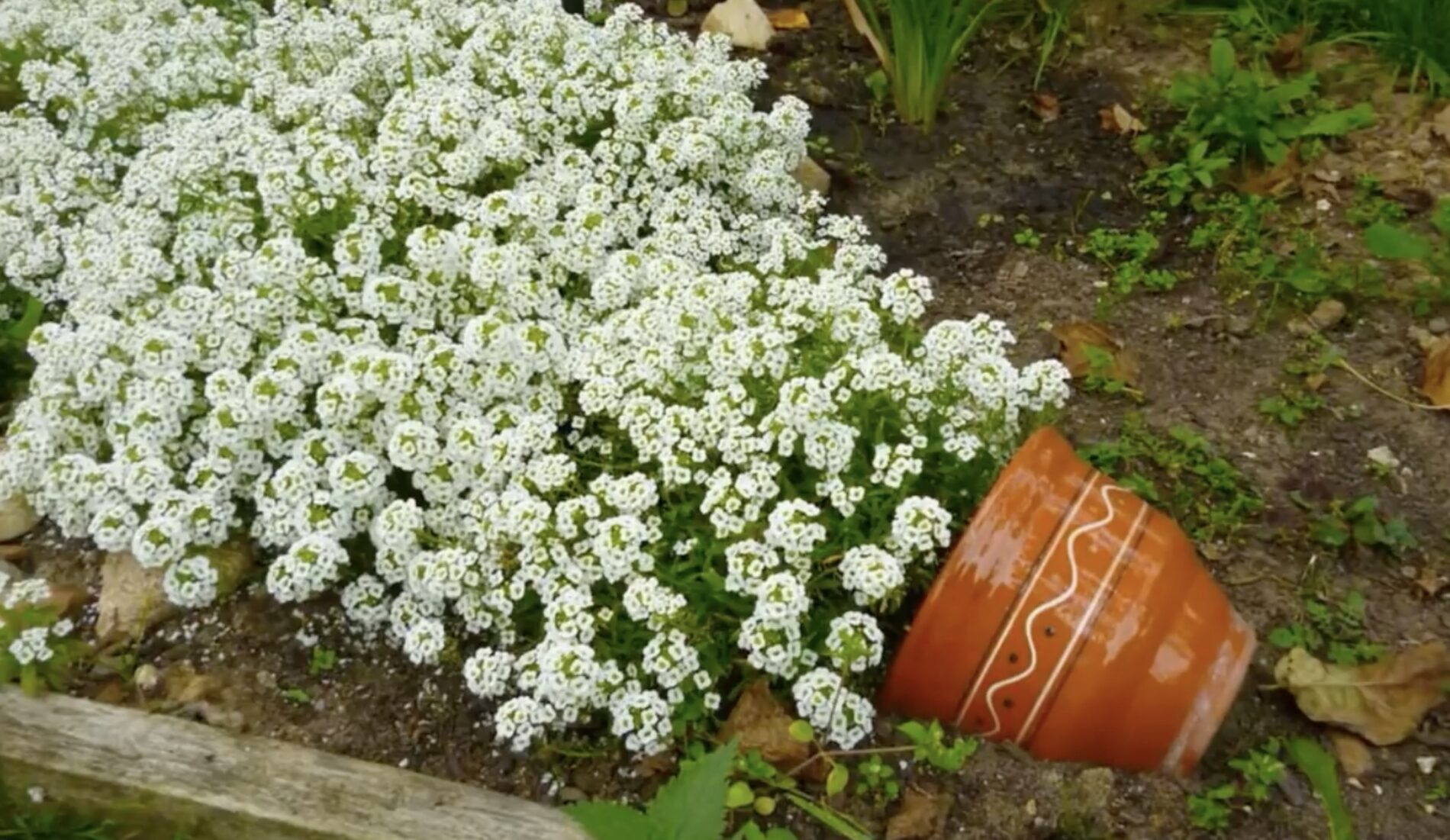Експерти розповіли, чим підживити квіти восени