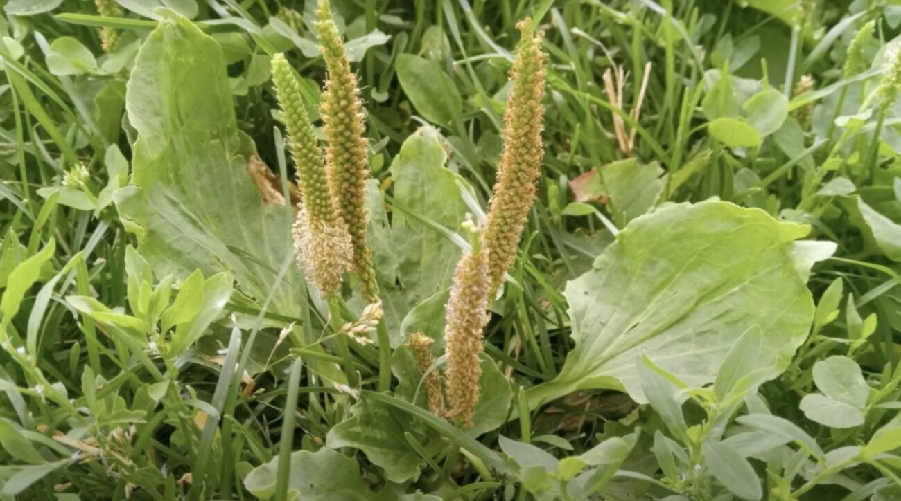 Садівники розповіли, як визначити потреби ґрунту по бурʼянах