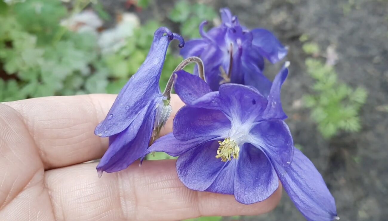 Квітникарі поділилися назвами багаторічників, які можна сіяти у жовтні