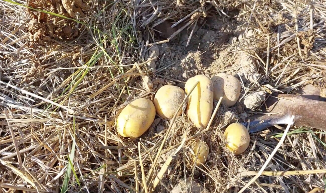 Городники розповіли, як посадити картоплю, щоб забути про бурʼяни й підгортання