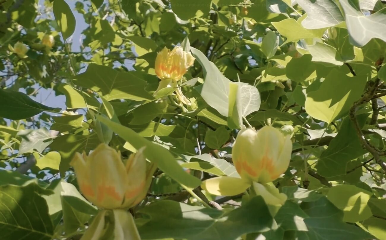 Садівники розповіли, які рослини зроблять осінній сад яскравим і барвистим