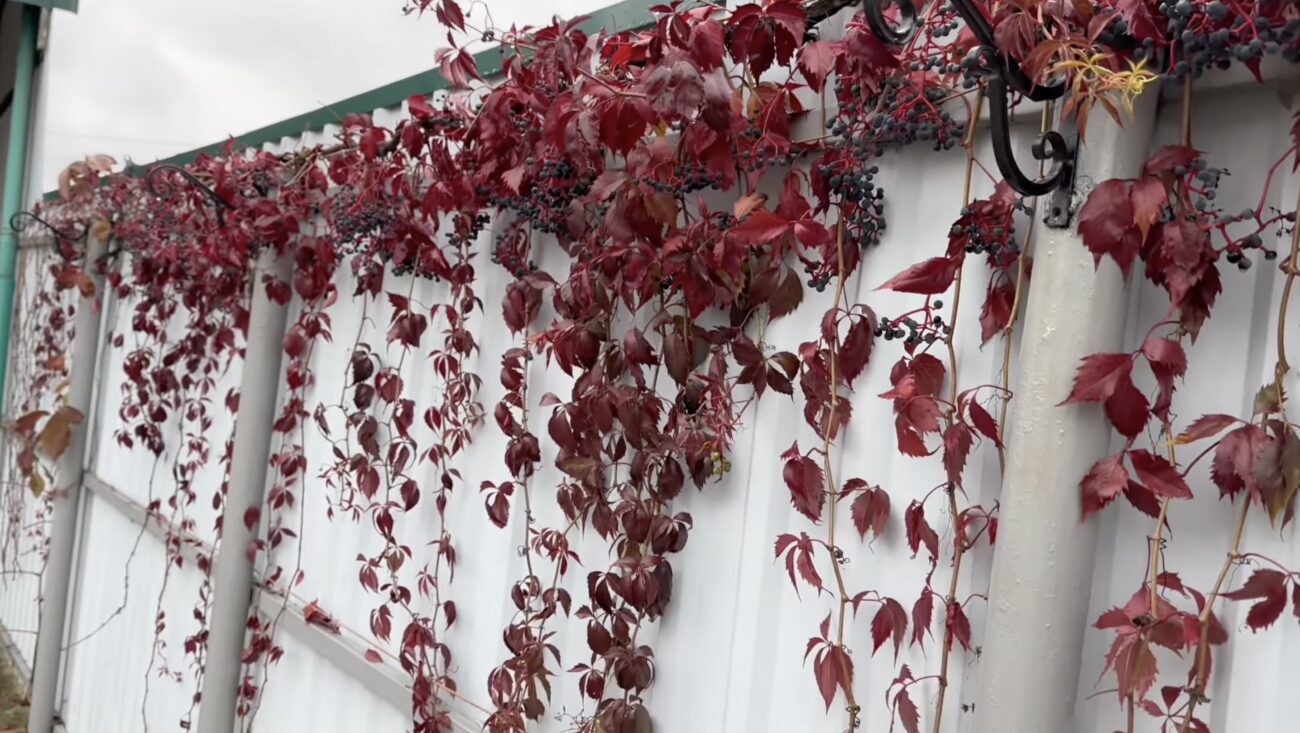 Садівники розповіли, які рослини зроблять осінній сад яскравим і барвистим