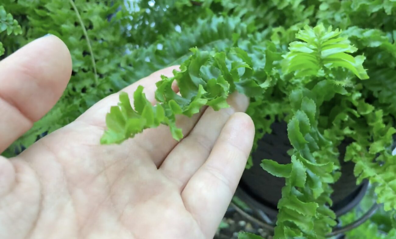 Господині поділилися натуральною альтернативою освіжувачам повітря