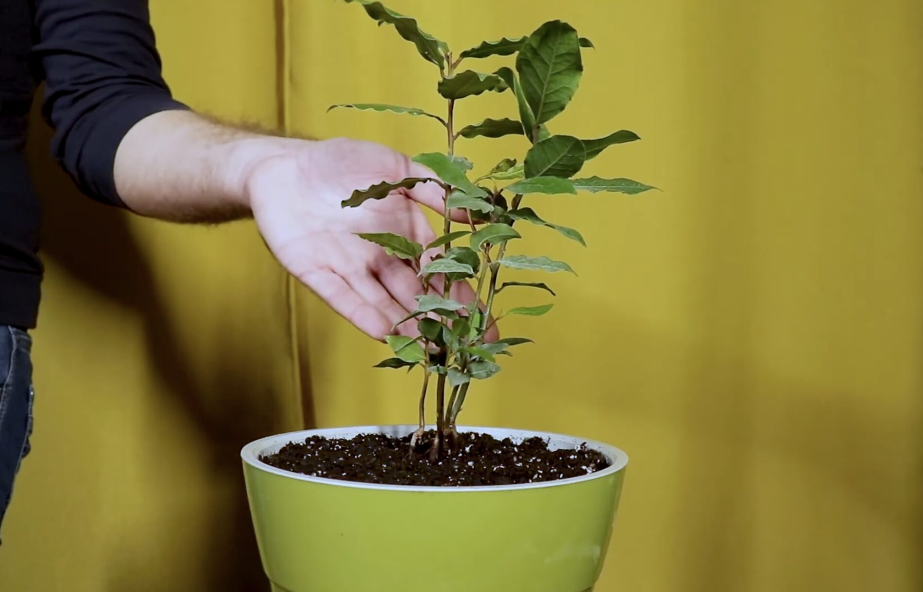 Господині розповіли, як виростити лаврове дерево вдома