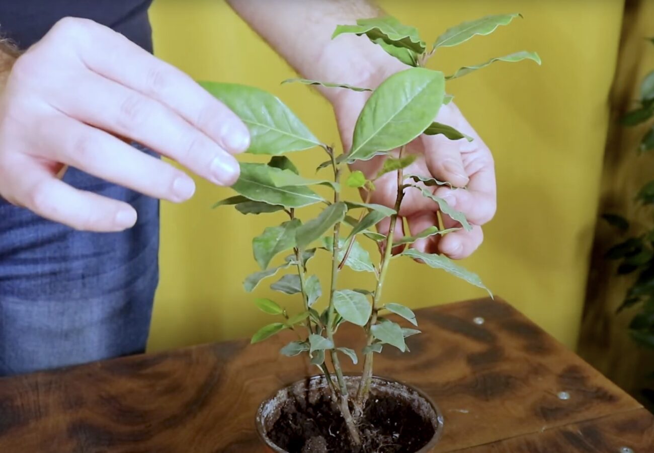 Господині розповіли, як виростити лаврове дерево вдома