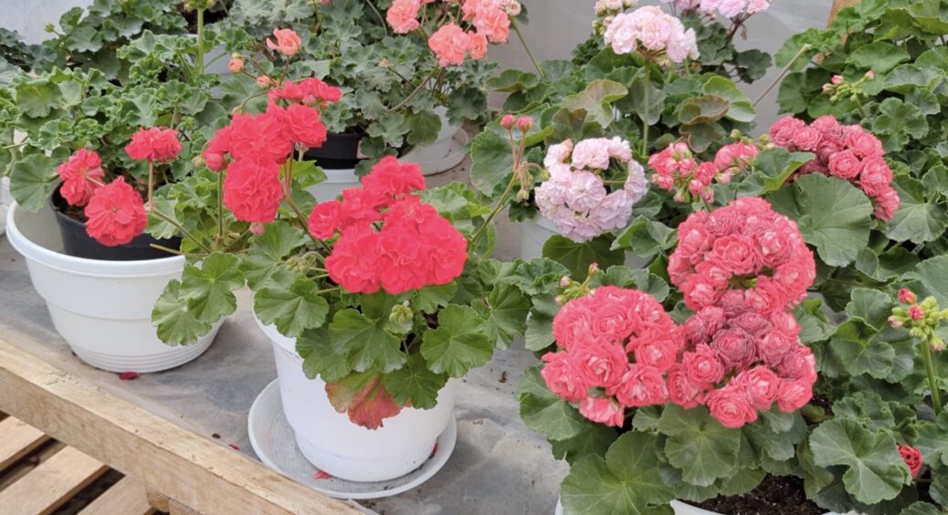 1 крапля на 1 літр – і пеларгонія вкривається квітами навіть у -30 за вікном: лайфхак із бабусиної книжки 