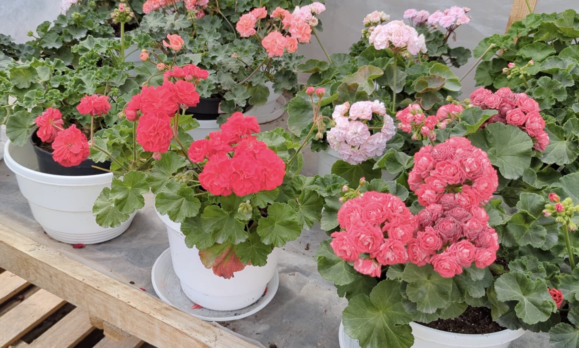 Квітникарі розповіли, чим підживити пеларгонію для пишного цвітіння