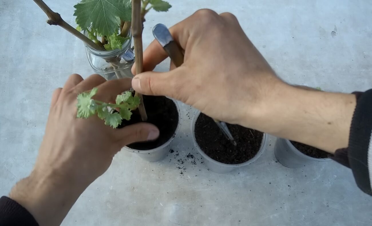 Садівники розповіли, як виростити виноград з гілочки