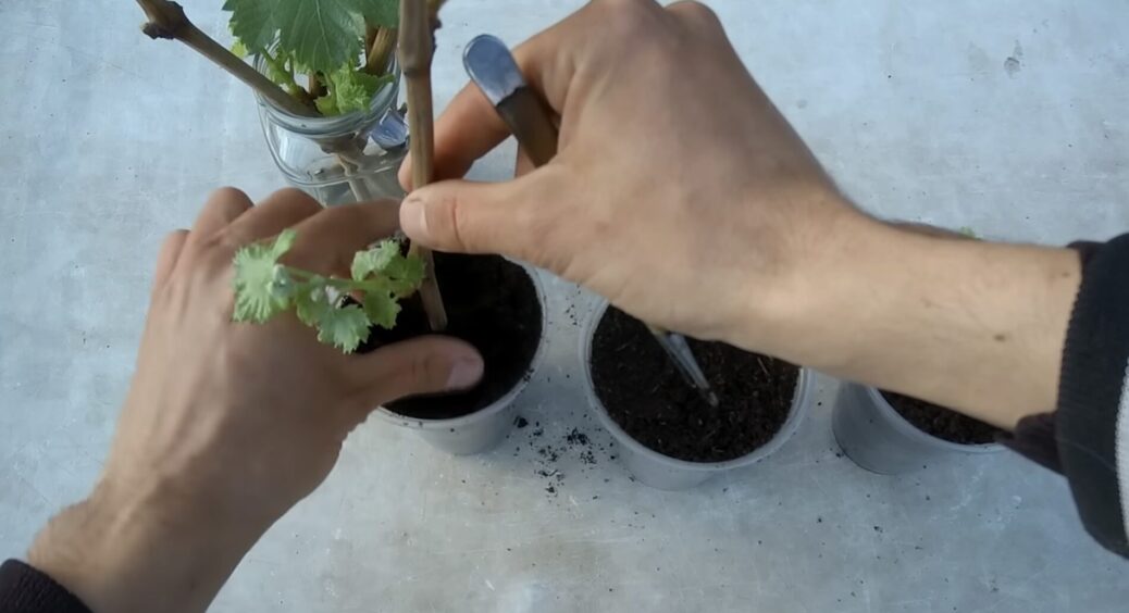 “Стирила” у сусіда 1 гілочку елітного сорту винограду й посадила: ось як виростити будь-який сорт без витрат 