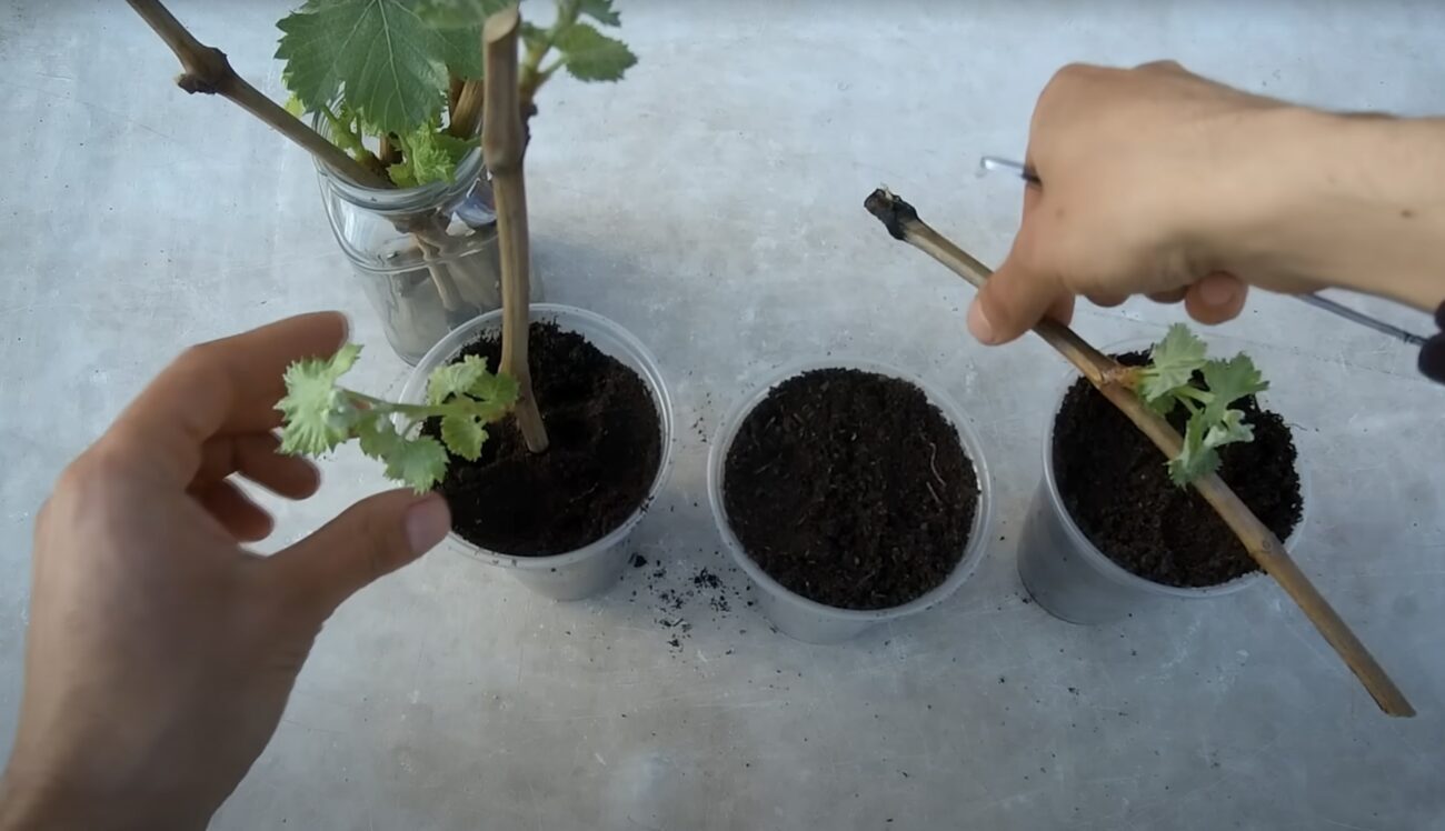 Садівники розповіли, як виростити виноград з гілочки Садівники розповіли, як виростити виноград з гілочки