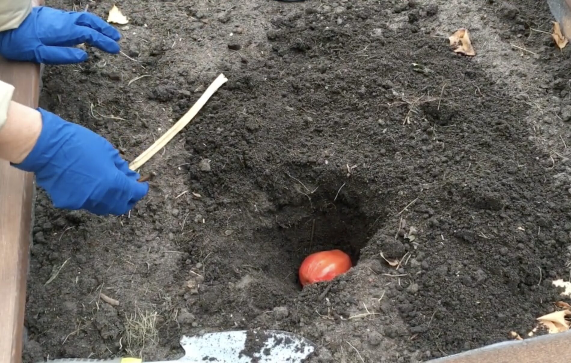 Городники розповіли, навіщо восени закопувати стиглі томати в ґрунт