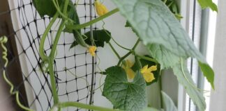 Городники розповіли, як виростити огірки на підвіконні