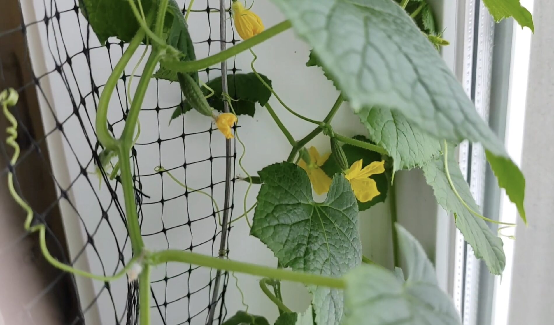 Городники розповіли, як виростити огірки на підвіконні