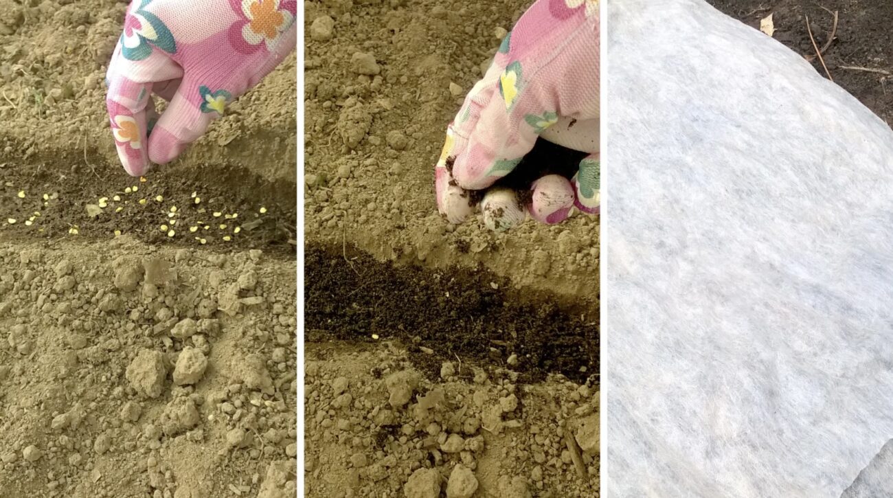 Городники розповіли, як правильно посіяти томати восени