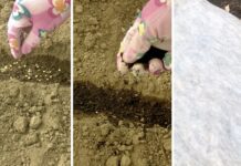 До 15.11 сію томати просто у відкритий ґрунт: 0 клопотів із розсадою, а навесні отримую міцні сходи Городники розповіли, як правильно посіяти томати восени