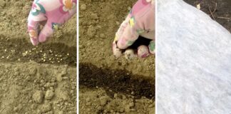 Городники розповіли, як правильно посіяти томати восени