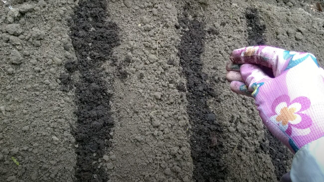 Експерти розповіли, що сіяти на городі в листопаді