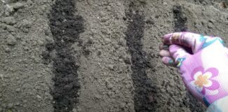 Експерти розповіли, що сіяти на городі в листопаді