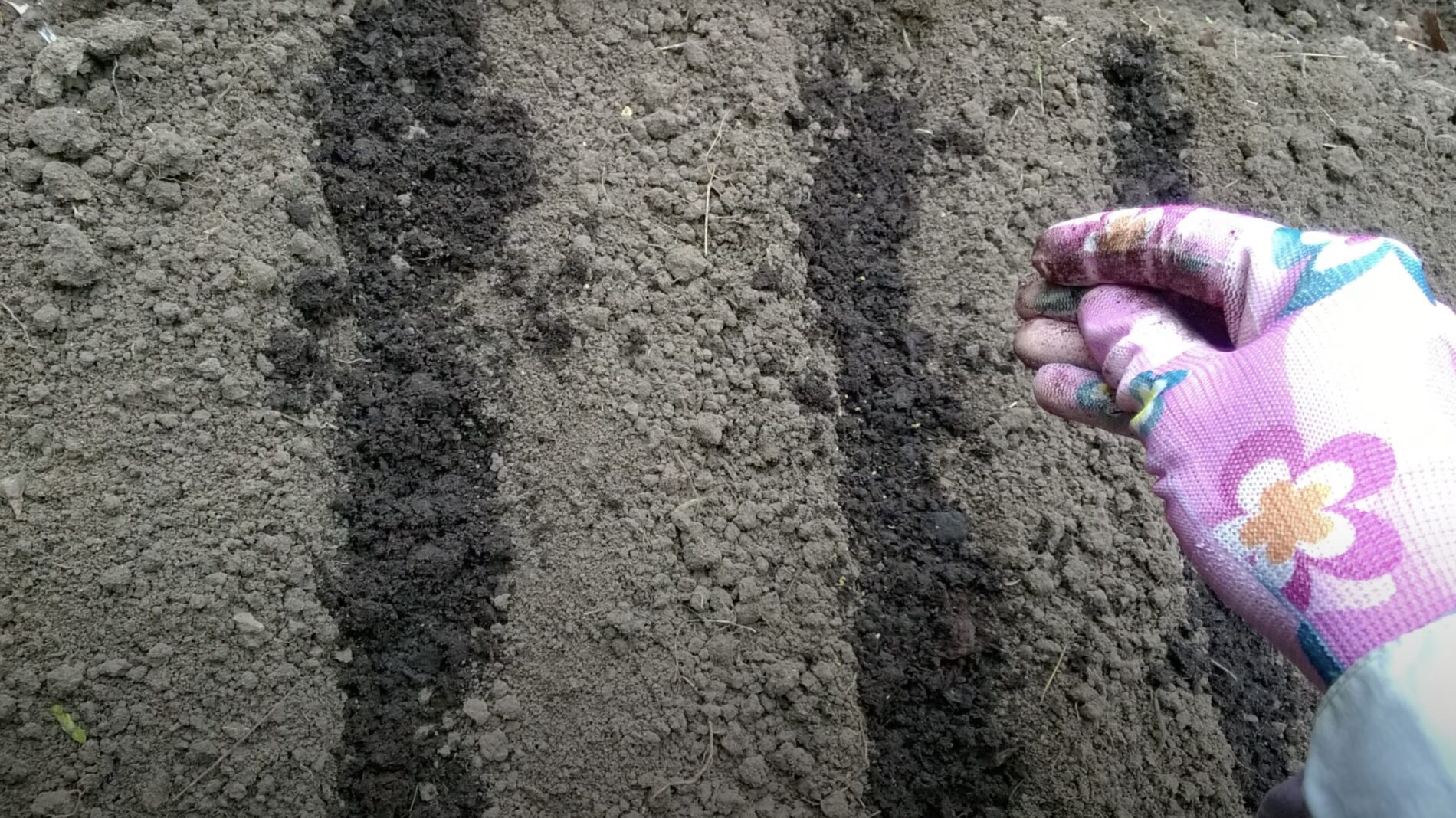 Експерти розповіли, що сіяти на городі в листопаді