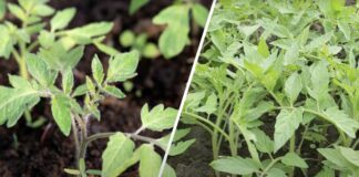 Агрономи розповіли, коли найкраще сіяти томати в 2026 році