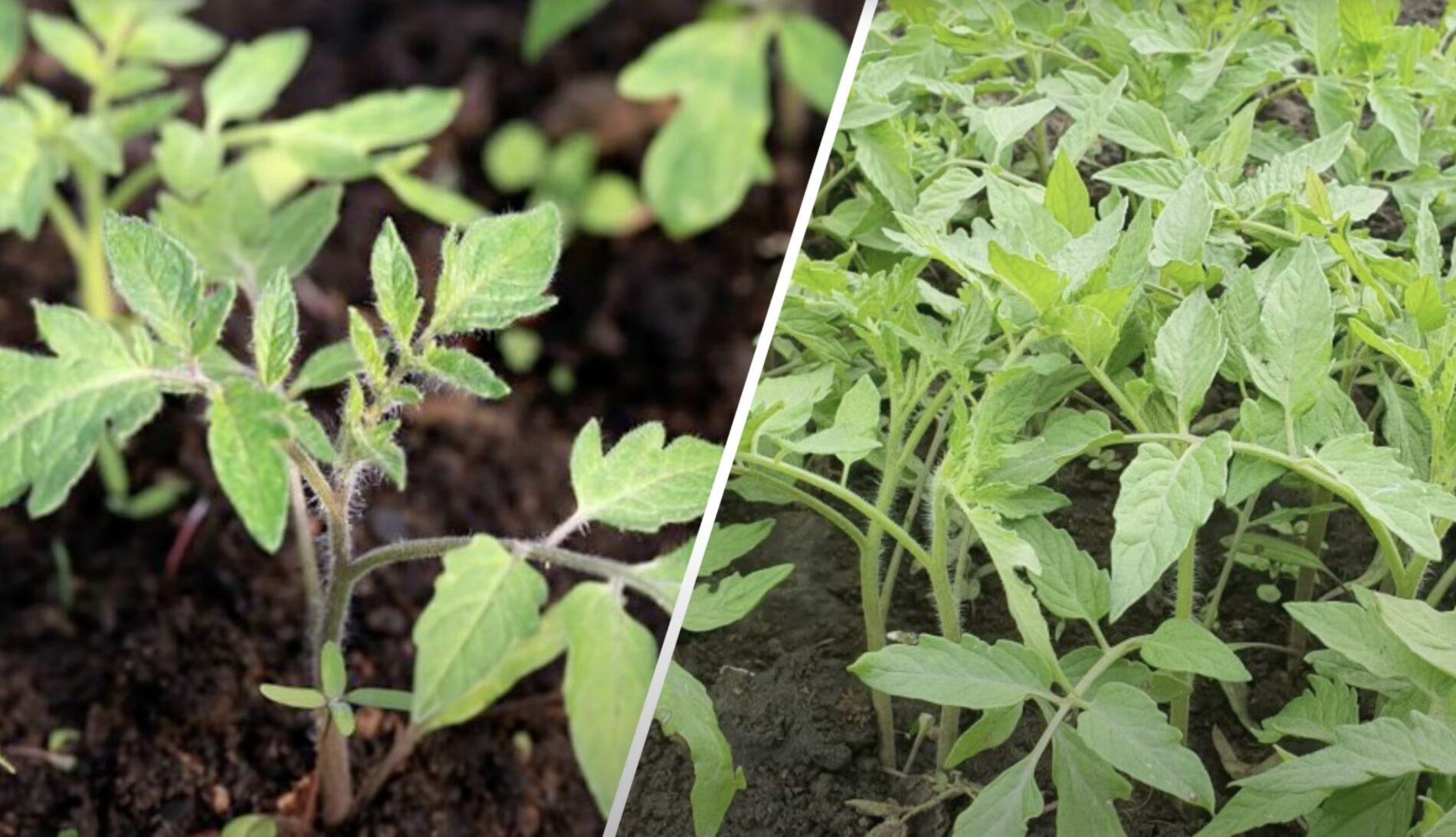 Агрономи розповіли, коли найкраще сіяти томати в 2026 році