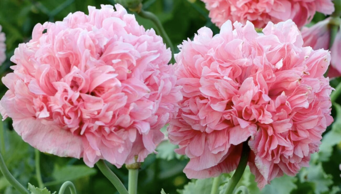 Садівники поділилися списком квітів, які підходять для осінньої посадки