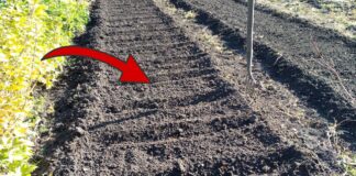 Городники розповіли, чим підживити ґрунт, щоб покращити його родючість