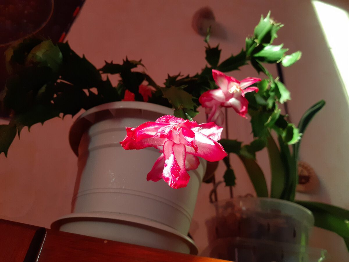 Експерти розповіли, як покращити цвітіння декабриста в домашніх умовах правильним поливом
