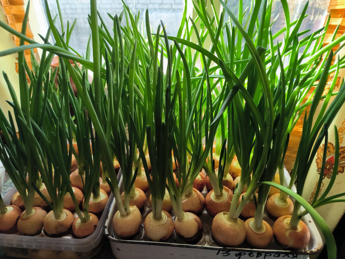 Експерти пояснили, які рослини можна виростити на підвіконні до Нового року – корисні поради