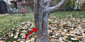 Як захистити сад від вимерзання взимку