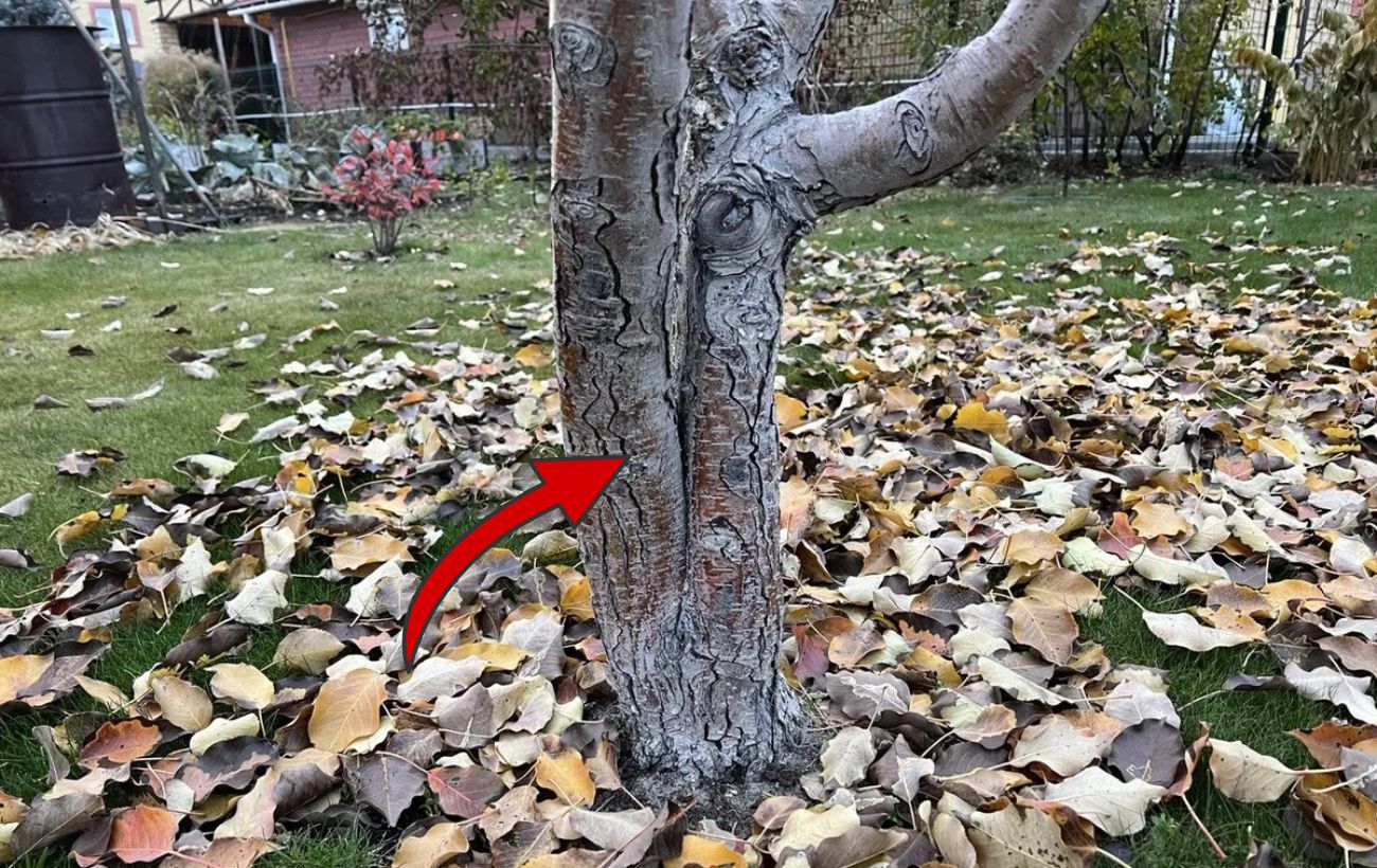 Як захистити сад від вимерзання взимку