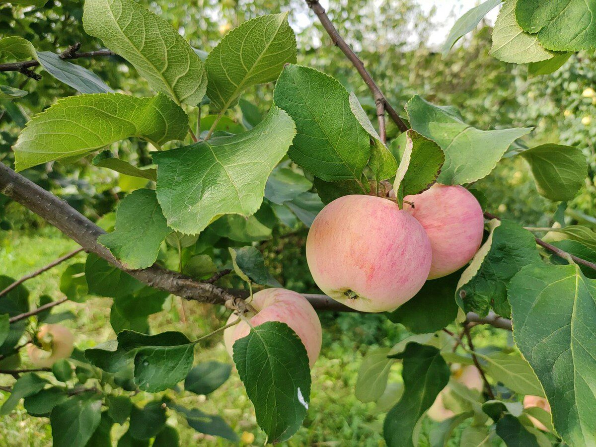 Експерти порадили ефективну обробку для дерев у саду від популярних захворювань