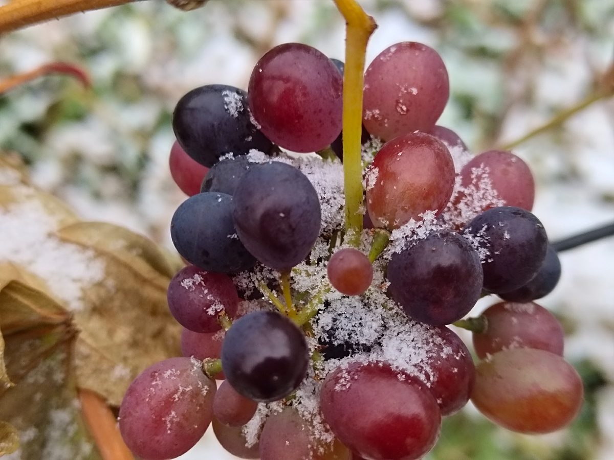 Городники розповіли, чи можна обрізати виноград у листопаді