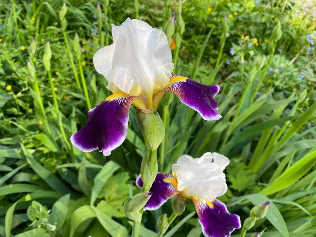 Садівники розповіли, які багаторічні рослини можна посадити в саду восени для цвітіння навесні