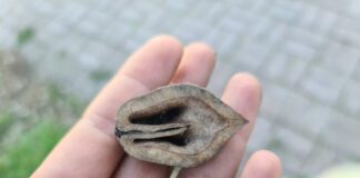 Експерти розповіли, як використати шкаралупу волоського горіха