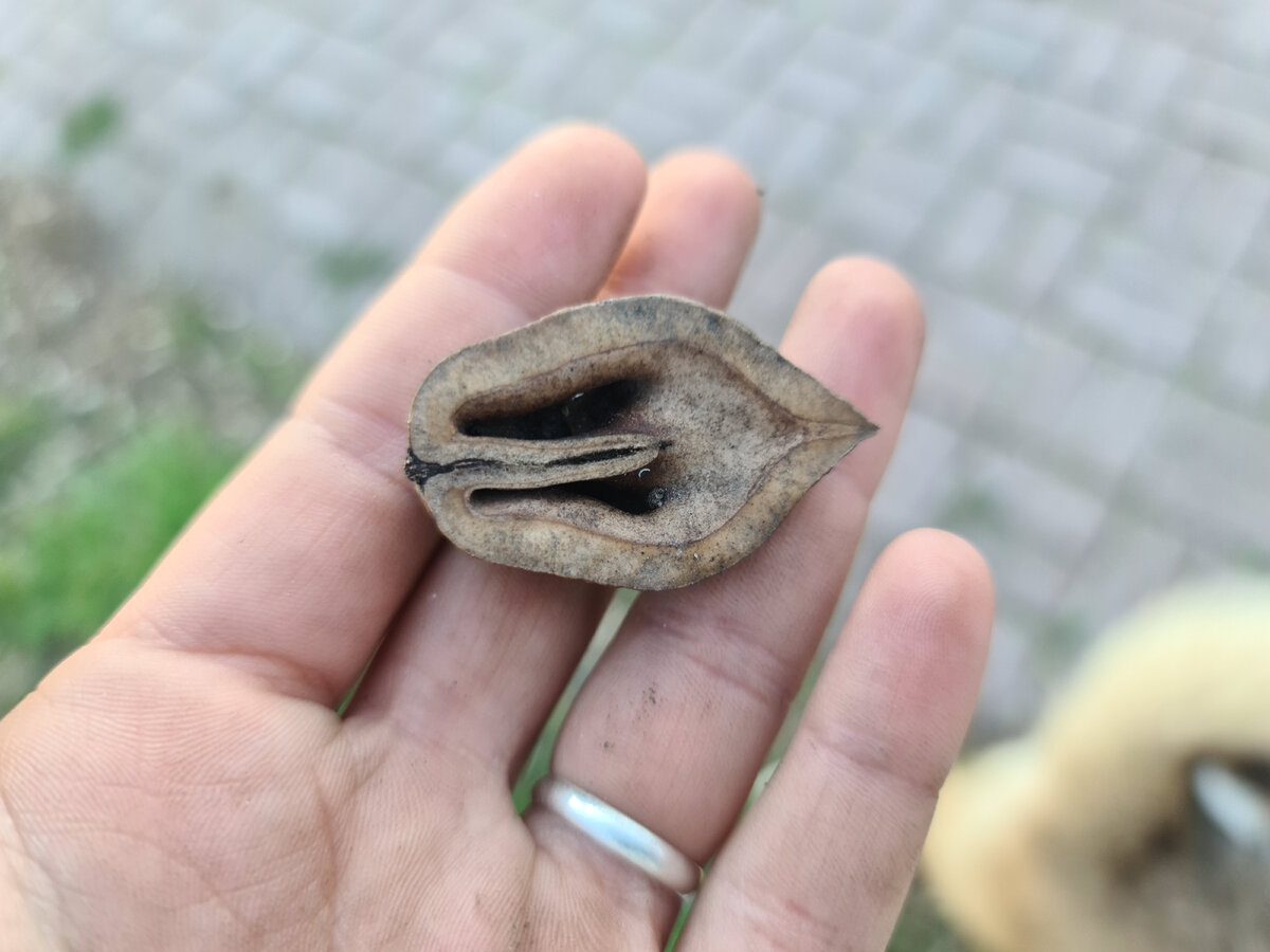 Експерти розповіли, як використати шкаралупу волоського горіха